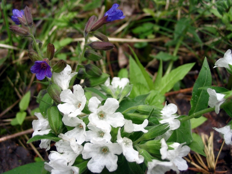 Image of Pulmonaria mollis specimen.