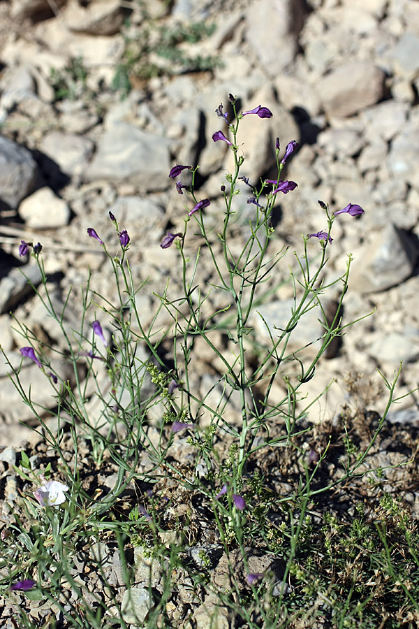 Image of Dodartia orientalis specimen.