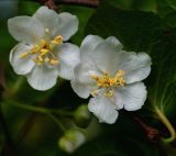 Actinidia kolomikta