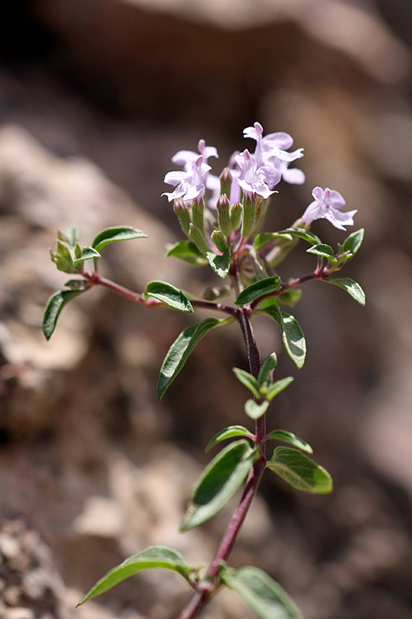 Image of Ziziphora clinopodioides specimen.