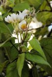 Sparmannia africana. Верхушка побега с соцветием. США, Калифорния, Сан-Франциско, в городском озеленении. 23.02.2014.