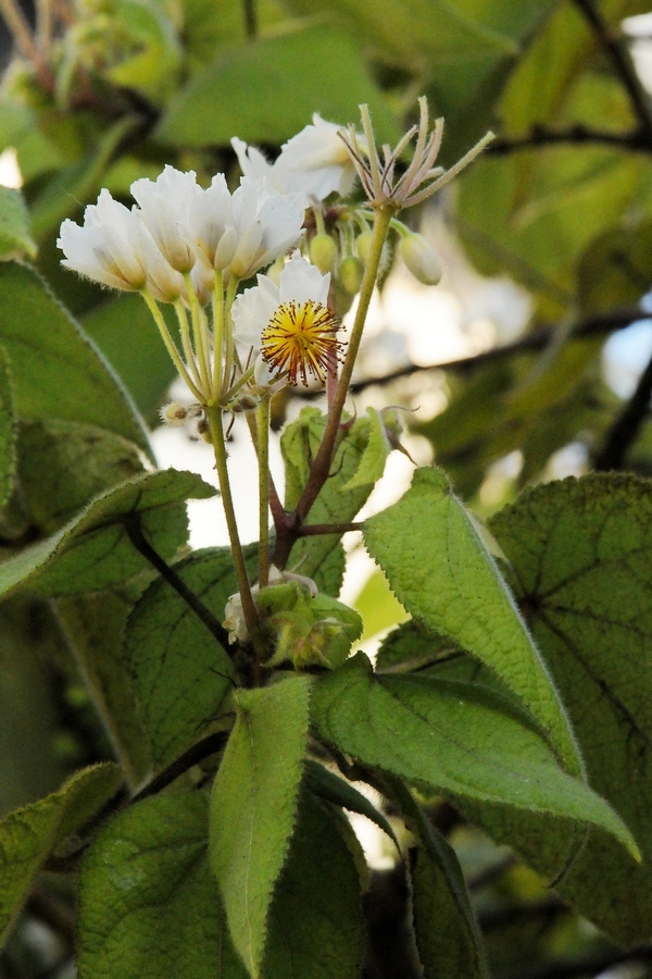Image of Sparmannia africana specimen.