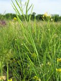 Brassica campestris