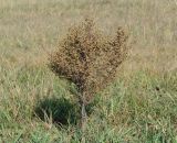 Artemisia scoparia
