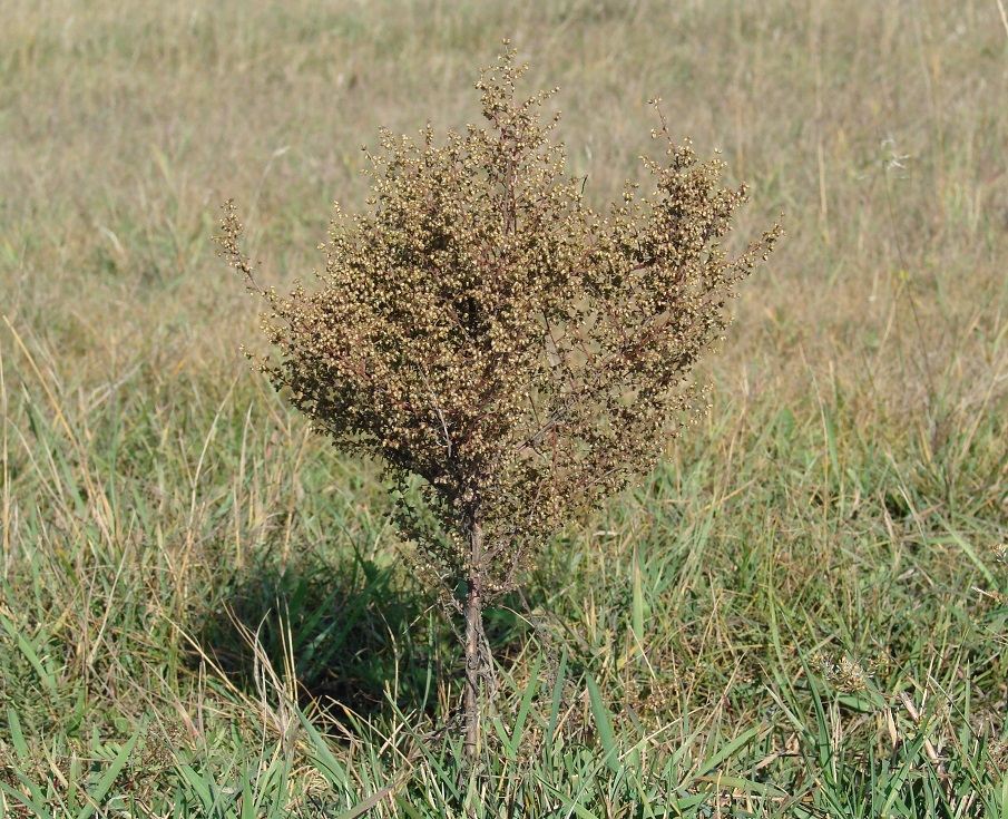 Изображение особи Artemisia scoparia.