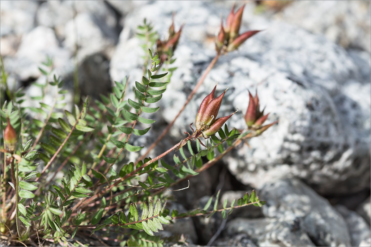 Изображение особи Oxytropis sordida.