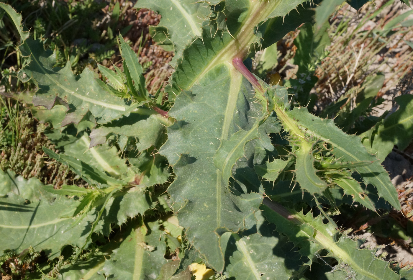 Изображение особи Cirsium alatum.