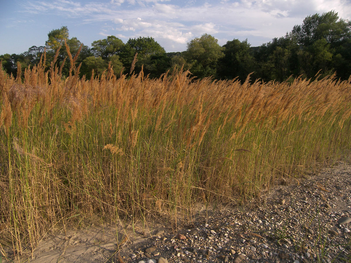 Image of Calamagrostis canescens specimen.