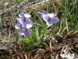 Viola collina