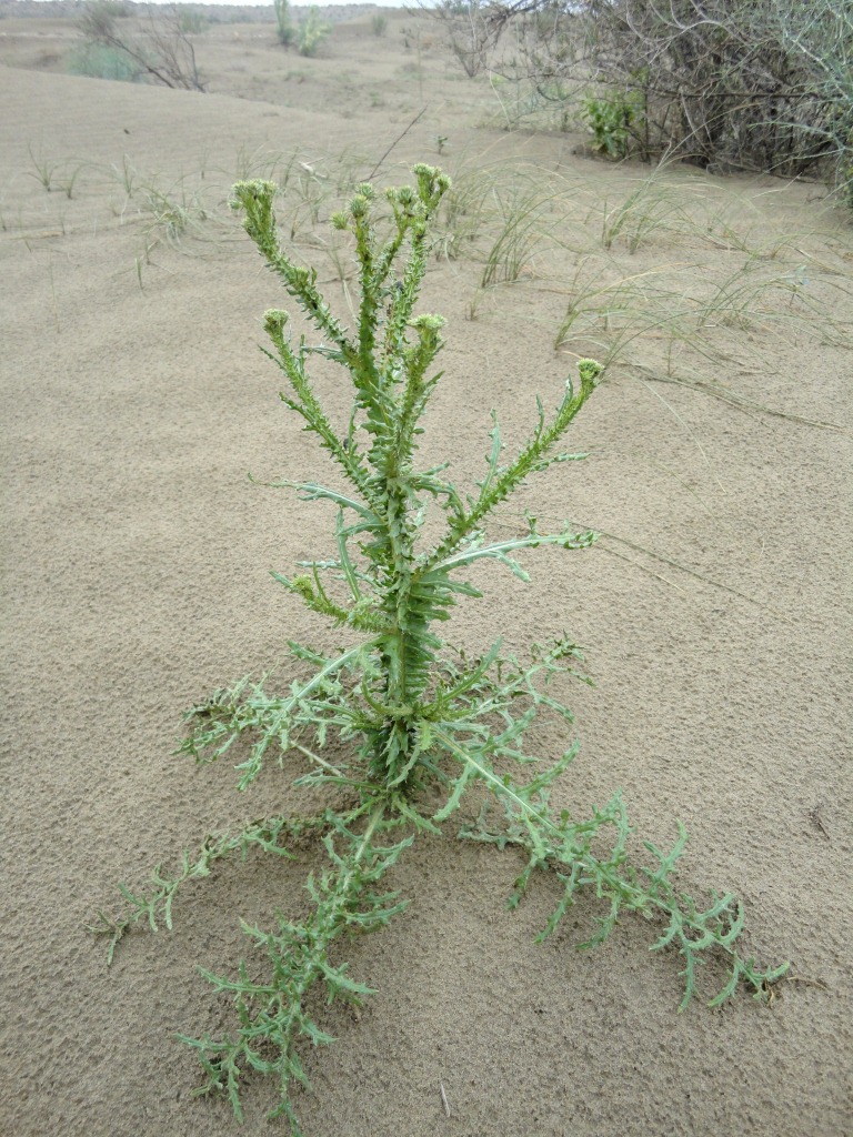 Image of Cousinia schistoptera specimen.