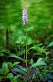 Dactylorhiza fuchsii. Цветущее растение. Пермский край, Чусовской р-н, пойма р. Койва, тенистый распадок в елово-пихтовом лесу. 04.07.2014.