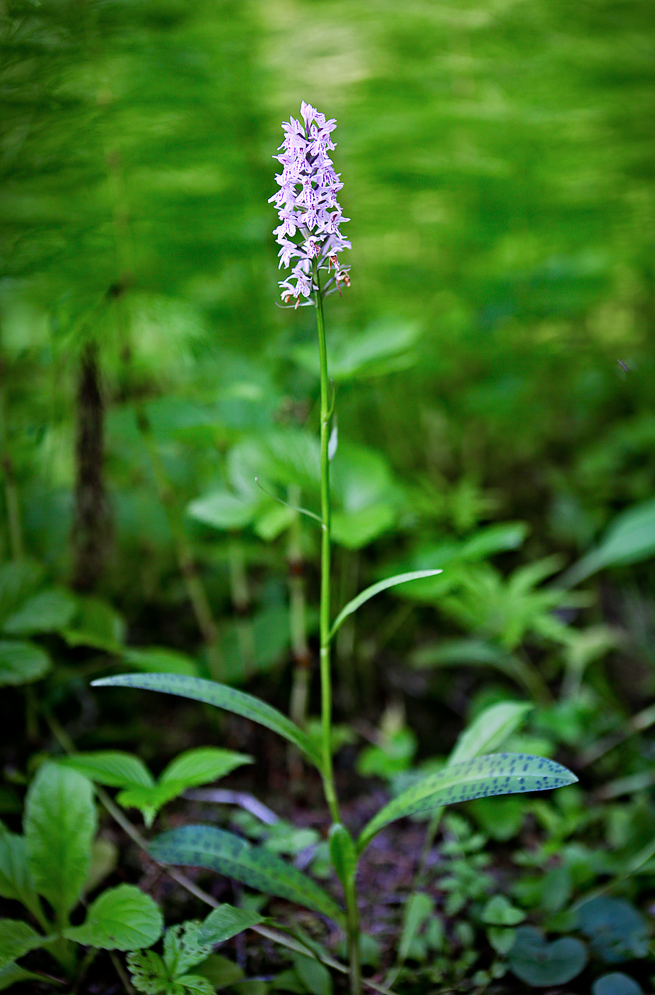 Изображение особи Dactylorhiza fuchsii.