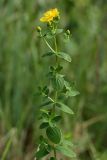 Hypericum maculatum