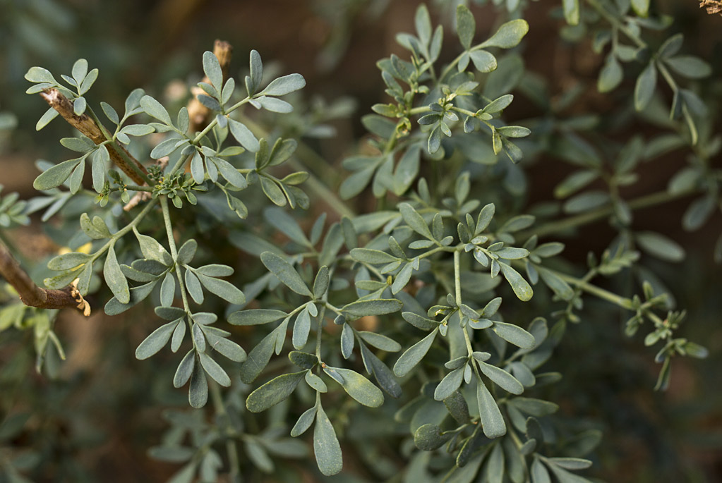 Изображение особи Ruta chalepensis.