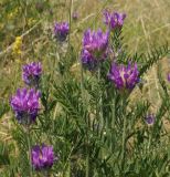 Astragalus onobrychis