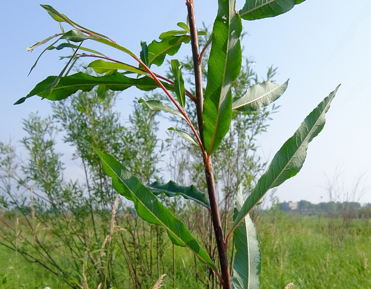 Image of Salix udensis specimen.