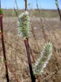 genus Salix