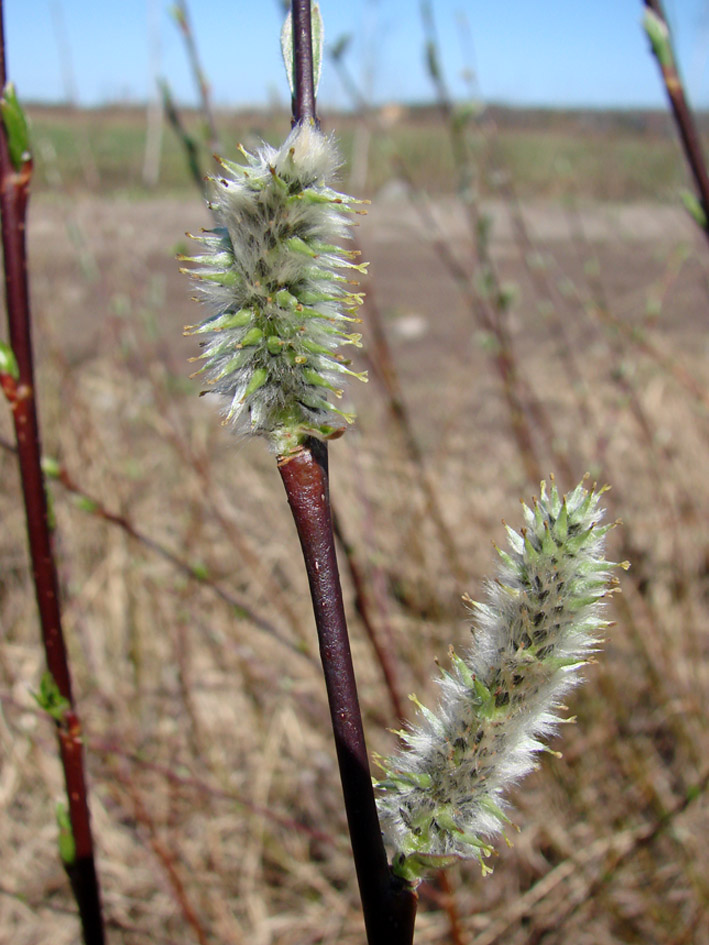 Image of genus Salix specimen.