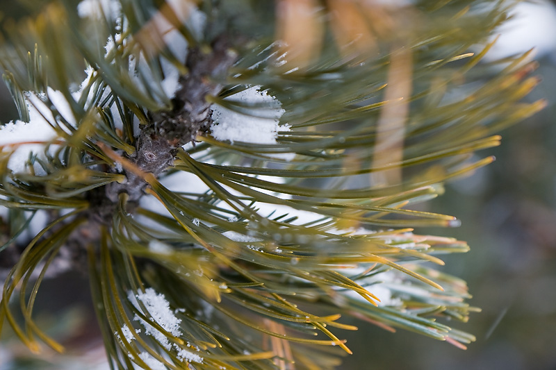 Изображение особи Pinus cembra.