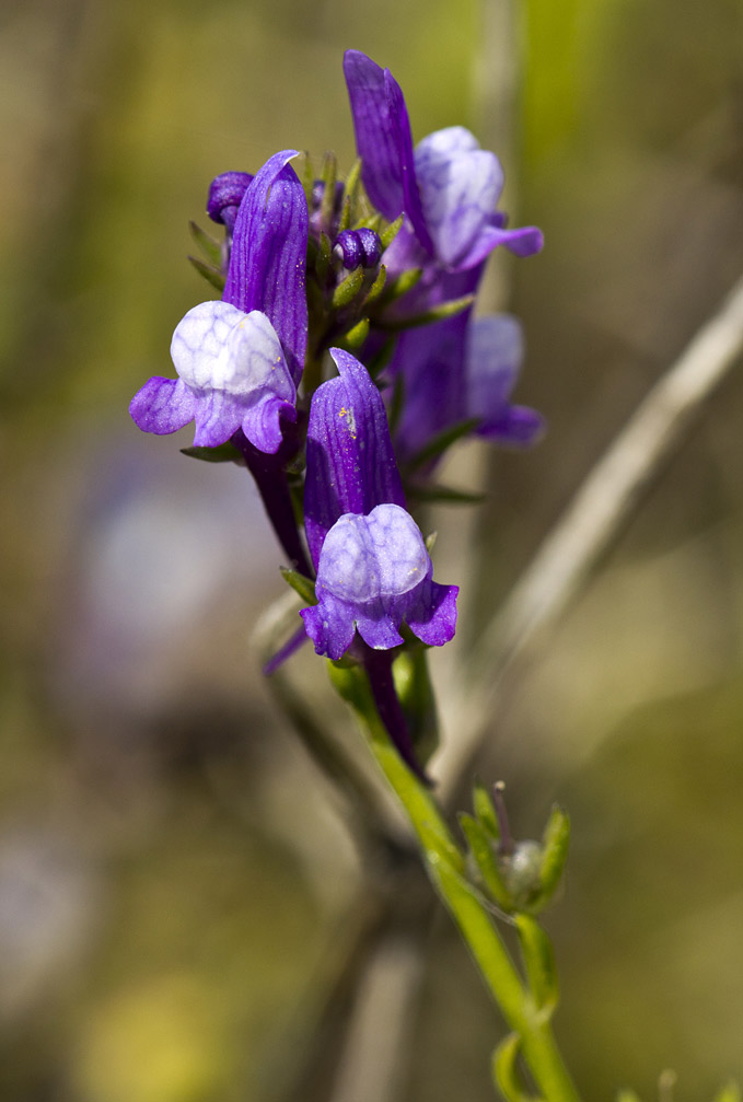 Изображение особи Linaria pelisseriana.