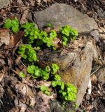 Chrysosplenium alternifolium. Цветущие растения. Адыгея, Майкопский р-н, окр. пос. Хамышки, склон горы Чёрный Шахан, дубово-буково-пихтовый лес, выс. ≈ 700 м н.у.м., на валуне. 07.03.2016.