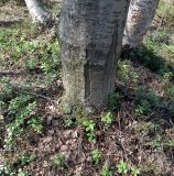 Sorbus aucuparia