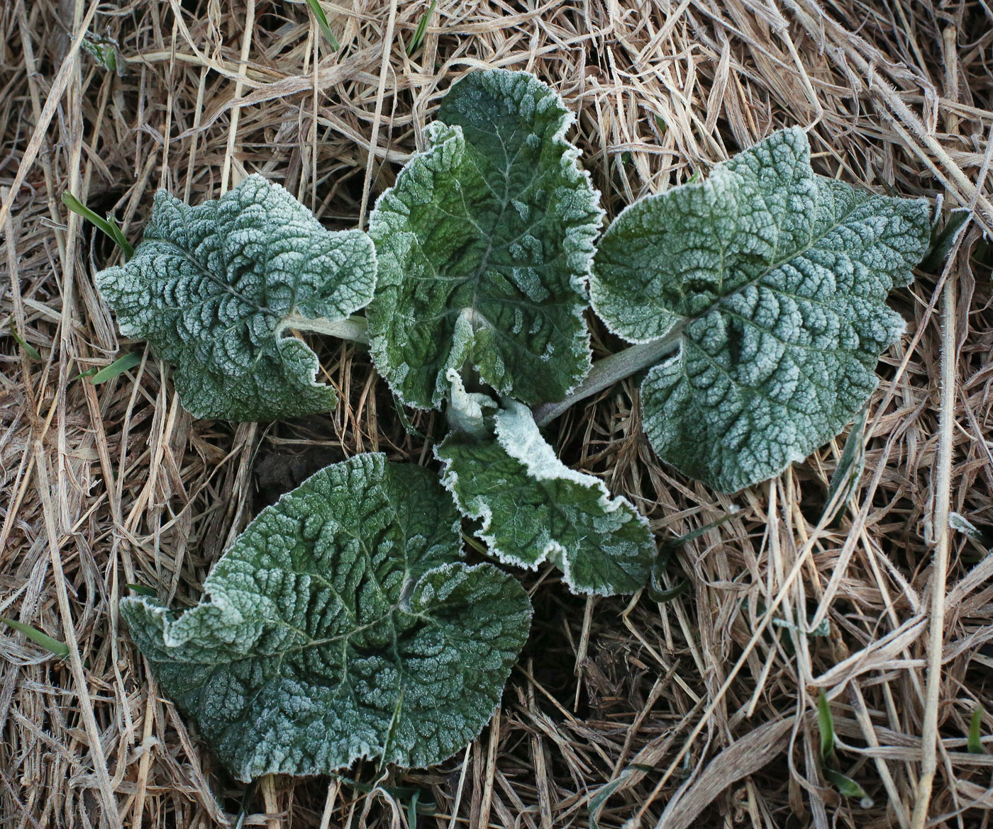 Image of Arctium tomentosum specimen.