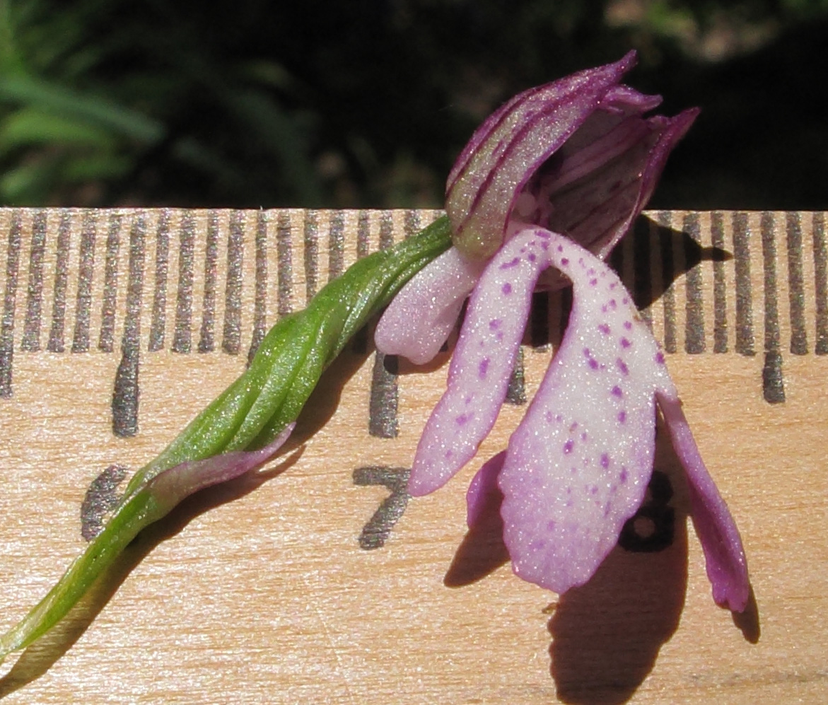 Изображение особи Orchis purpurea ssp. caucasica.