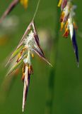 Bromopsis inermis