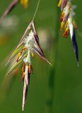 Bromopsis inermis. Фрагмент средней части соцветия. Санкт-Петербург. 16.09.2009.