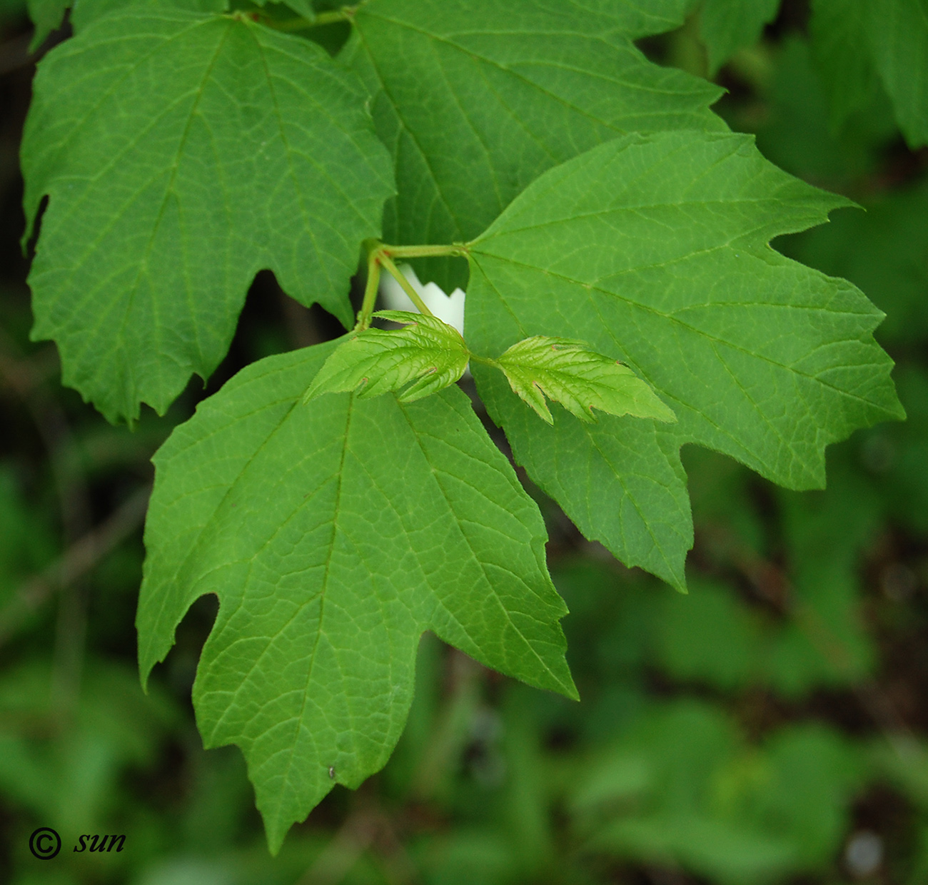 Изображение особи Viburnum opulus f. roseum.