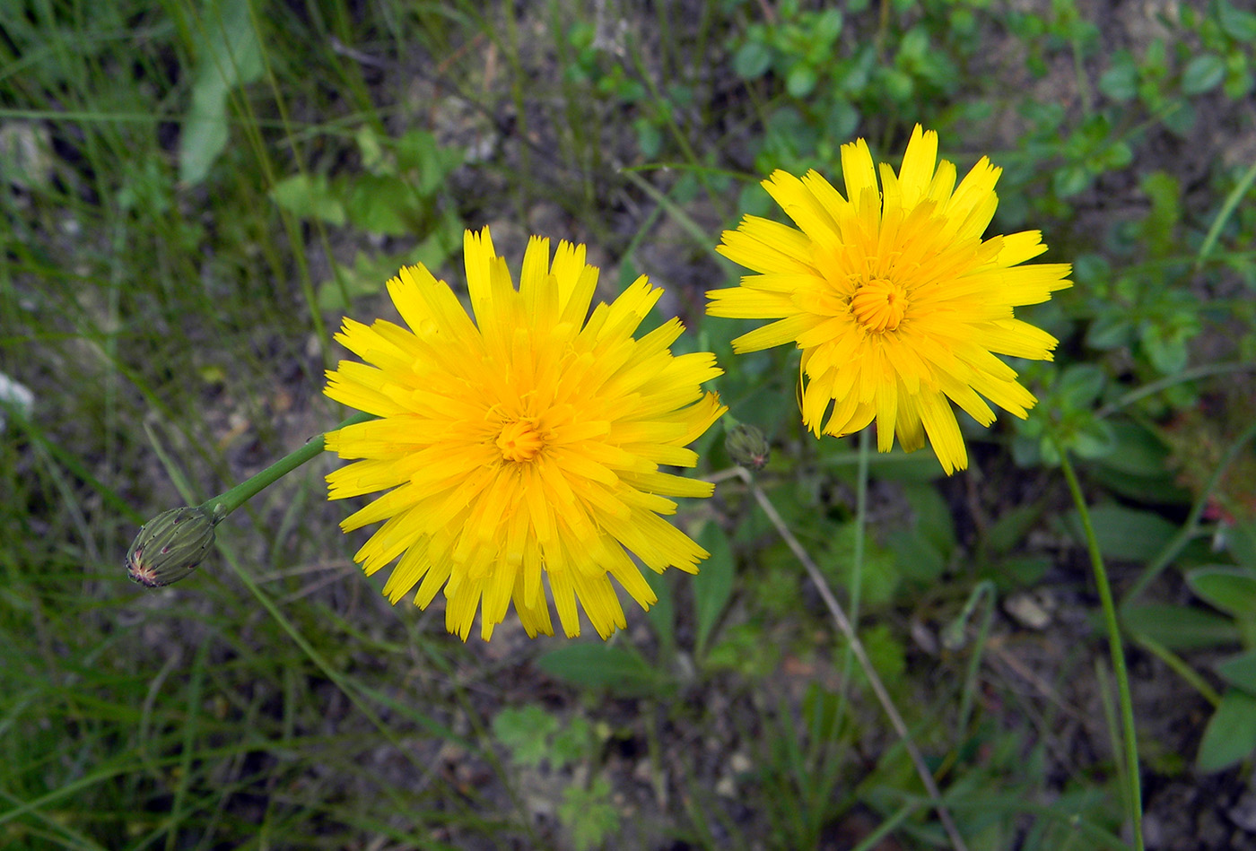 Изображение особи род Hieracium.