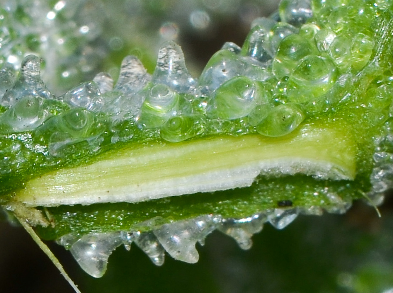 Изображение особи Mesembryanthemum crystallinum.