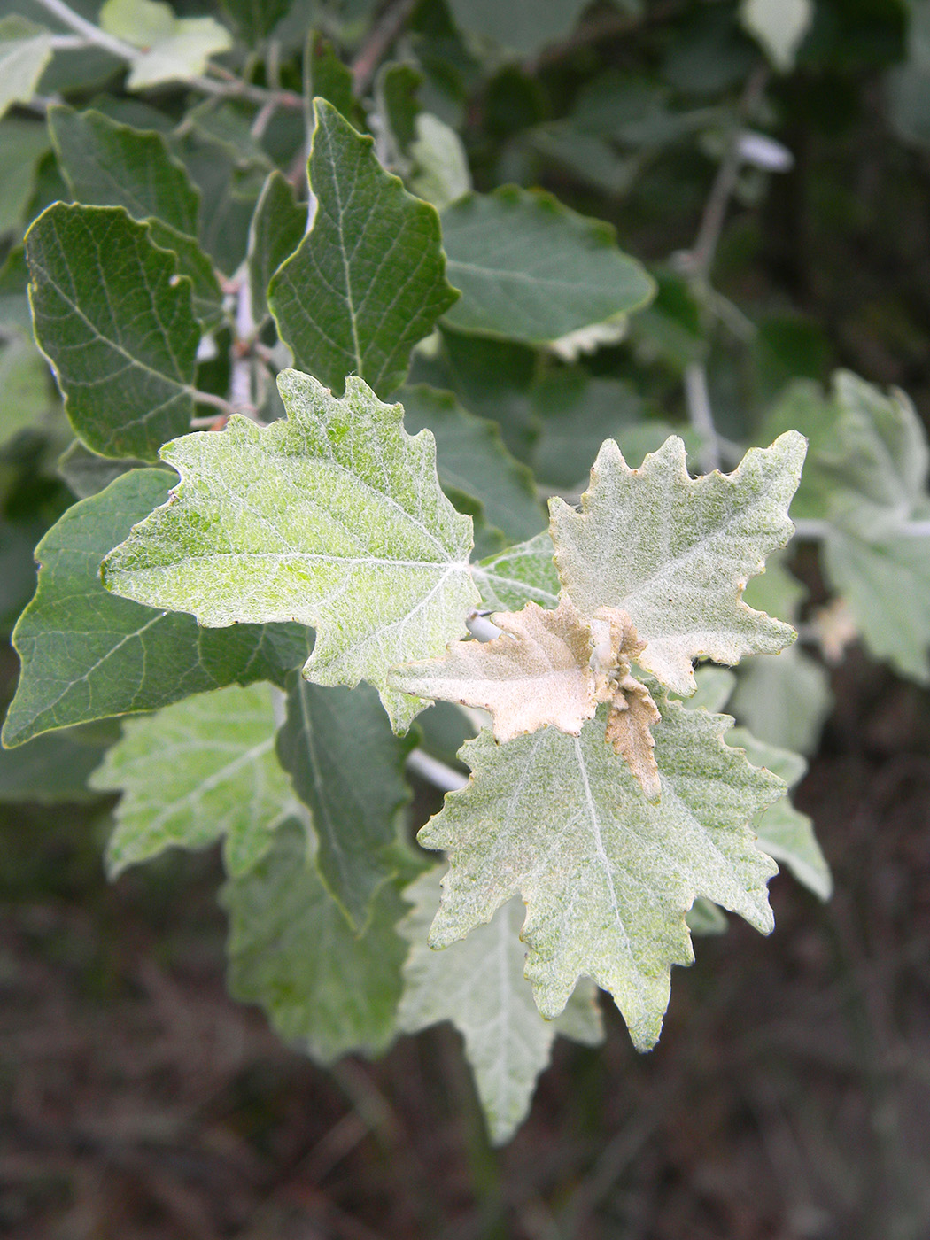 Image of Populus alba specimen.