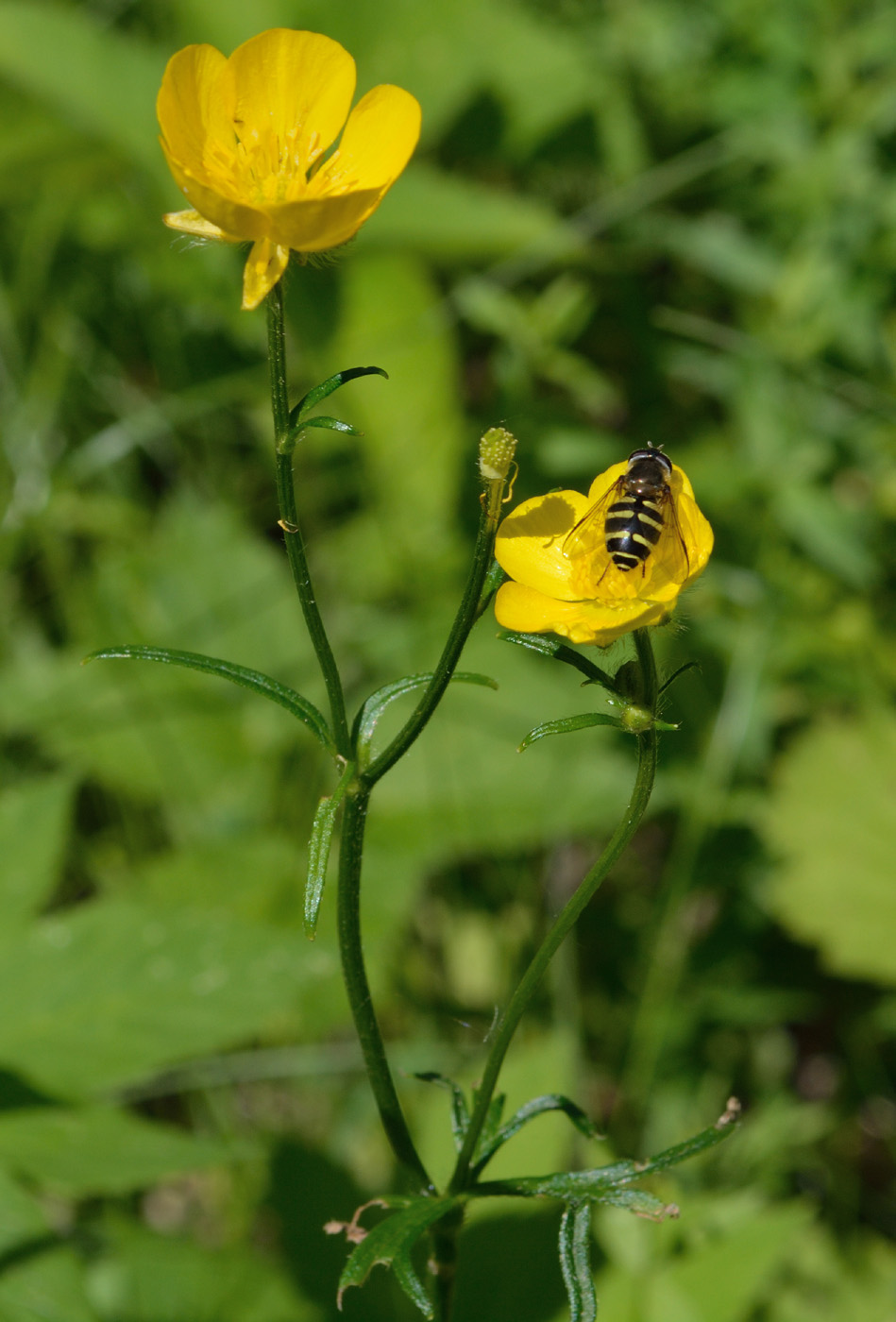 Image of Ranunculus polyanthemos specimen.