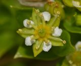 Honckenya peploides ssp. major