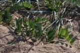 Lathyrus japonicus subspecies maritimus. Расцветающее растение. Ленинградская обл., побережье в окр. ст. Бронка, песчаный пляж. 08.08.2009.