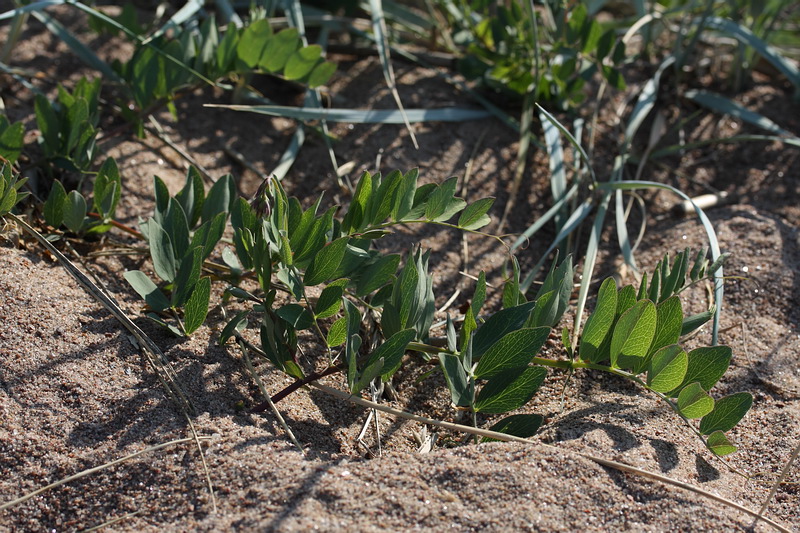Image of Lathyrus japonicus ssp. maritimus specimen.