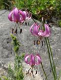 Lilium cernuum