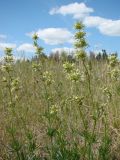 Silene sibirica. Верхушки цветущих растений. Нижегородская обл., Починковский р-н, окр. с. Новоспасское, урочище Кожекладка, открытый склон. 20 июня 2010 г.