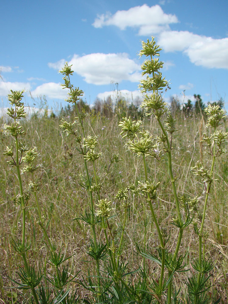 Image of Silene sibirica specimen.