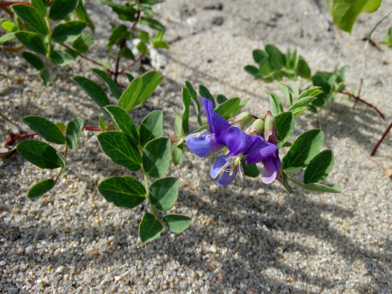 Image of Lathyrus japonicus specimen.