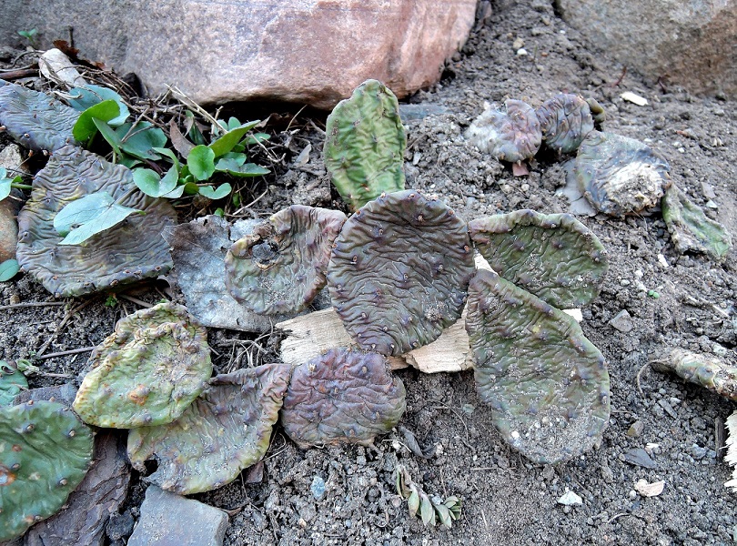 Image of Opuntia humifusa specimen.