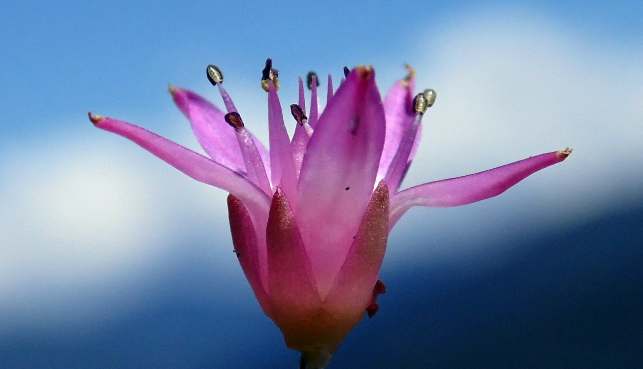 Image of Sedum spurium specimen.