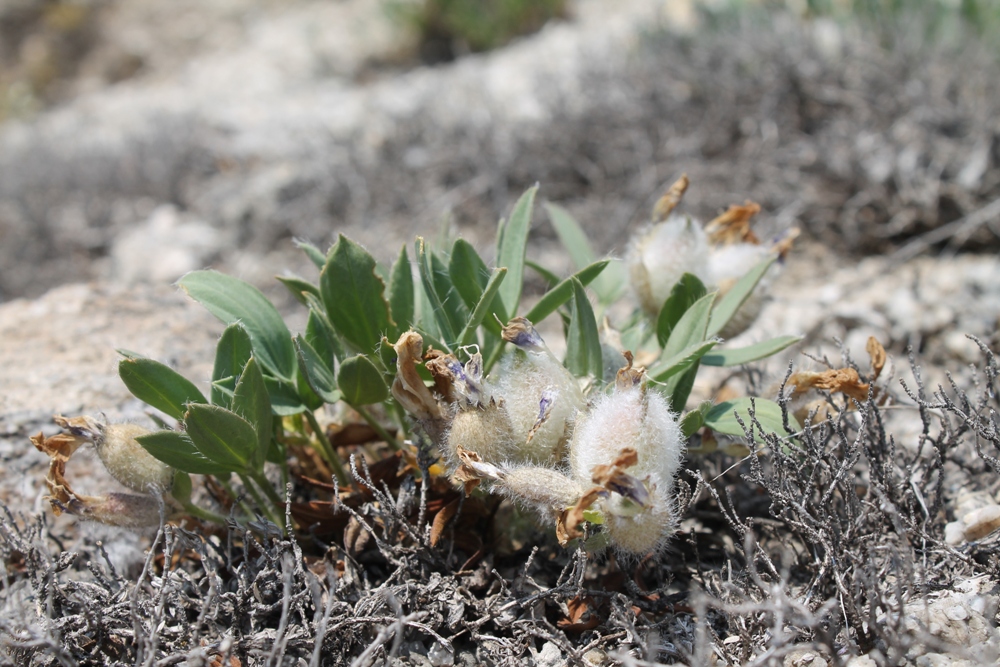 Изображение особи Oxytropis triphylla.