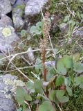 Oxyria digyna. Цветущее растение. Республика Хакасия, Ширинский р-н, примерно в 23 км на запад от с. Беренжак. 3 августа 2016 г.