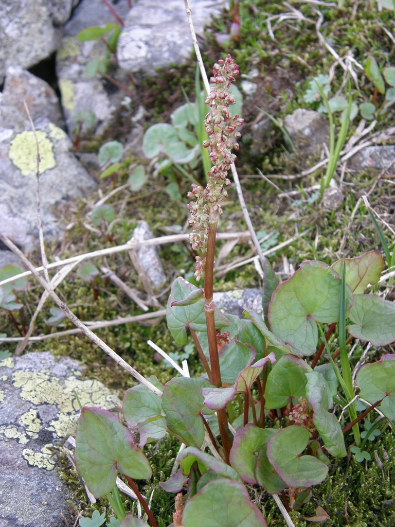 Image of Oxyria digyna specimen.