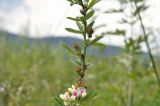 Lespedeza davurica