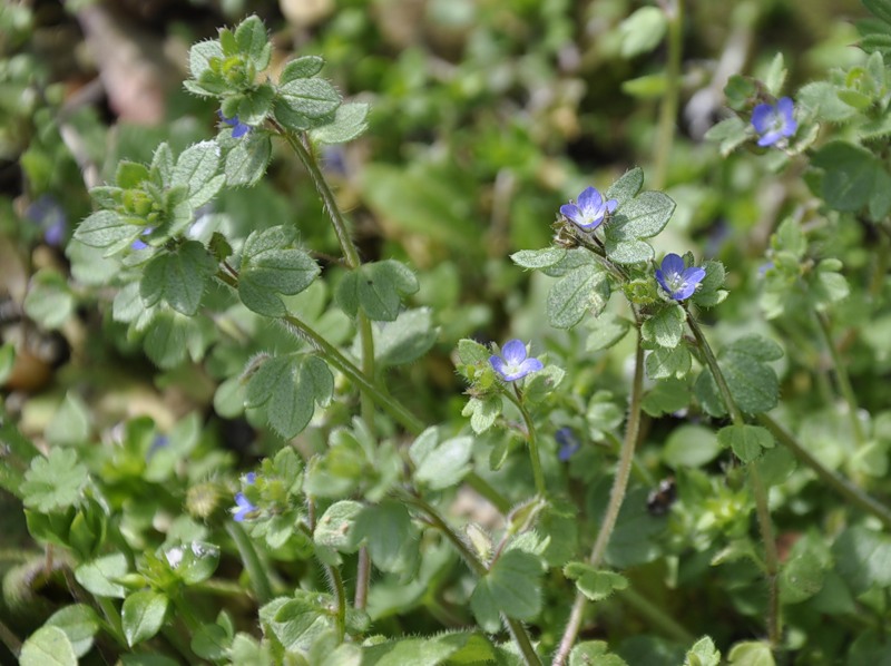 Image of Veronica triloba specimen.
