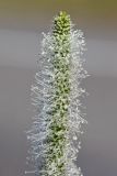 Plantago maxima